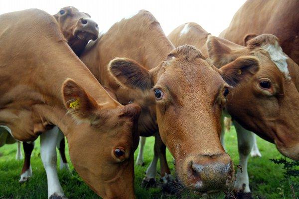 The Lacey's Family Farm cows