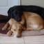 Dog charity warns over Christmas internet purchases
