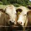People are being urged to become 'demitarian' by halving the amount of meat they normally eat