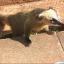 A coati at Igauzu Falls, Brazil - picture courtesy of Daisy Anderson