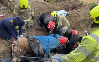 FOUR fire engines rescue trapped pony from trench in Marlow