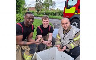 The firefighters pose with the rescued ducklings near Aylesbury