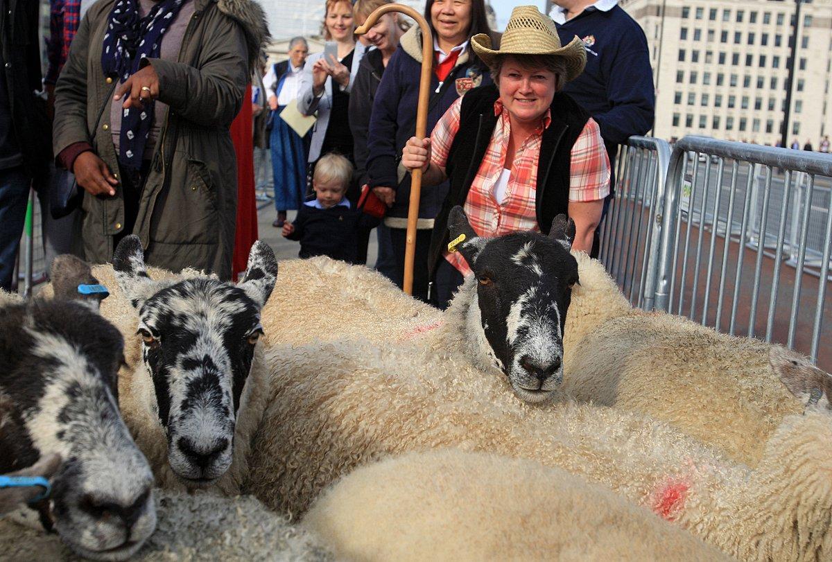 Marlow mayor herds sheep