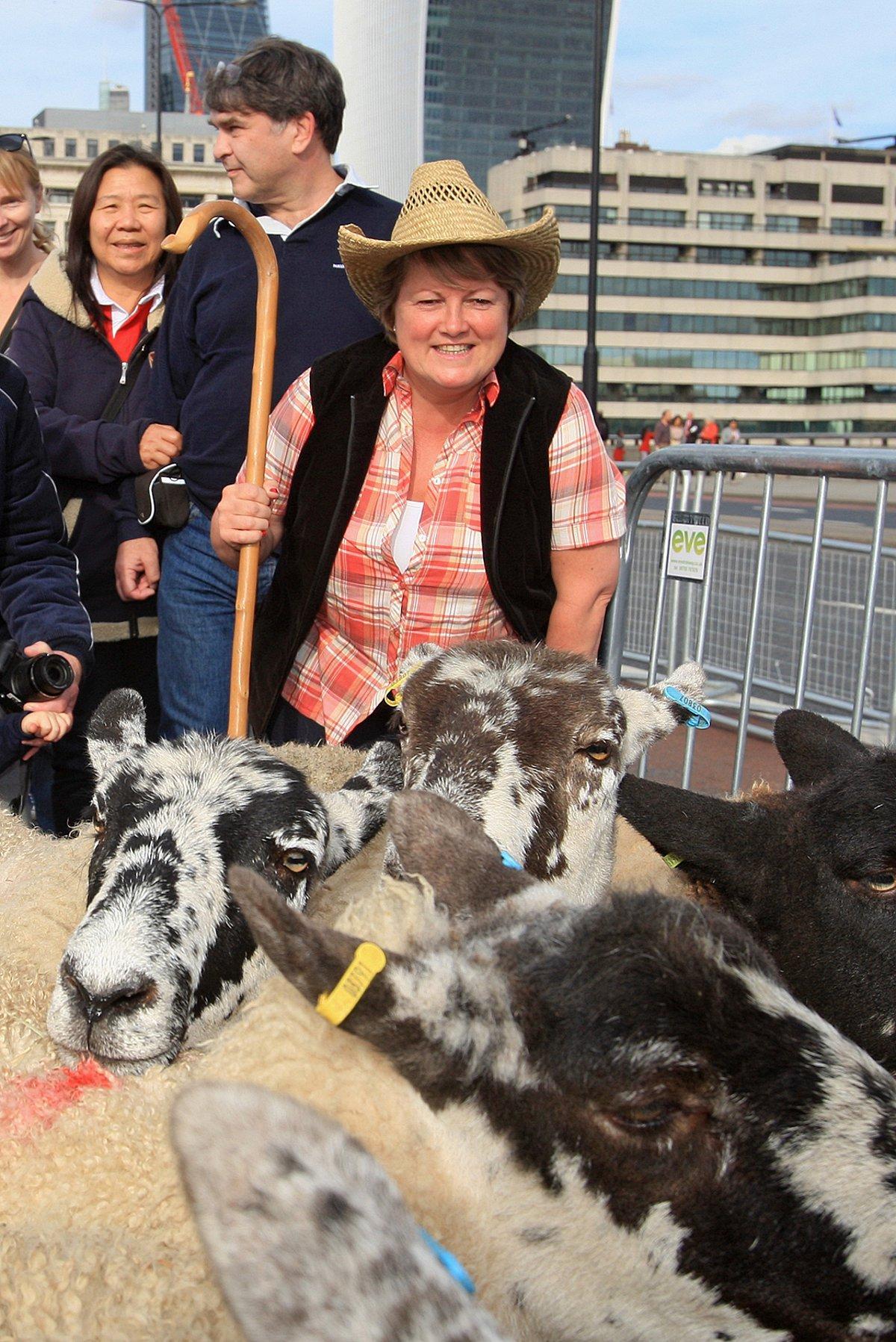 Marlow mayor herds sheep