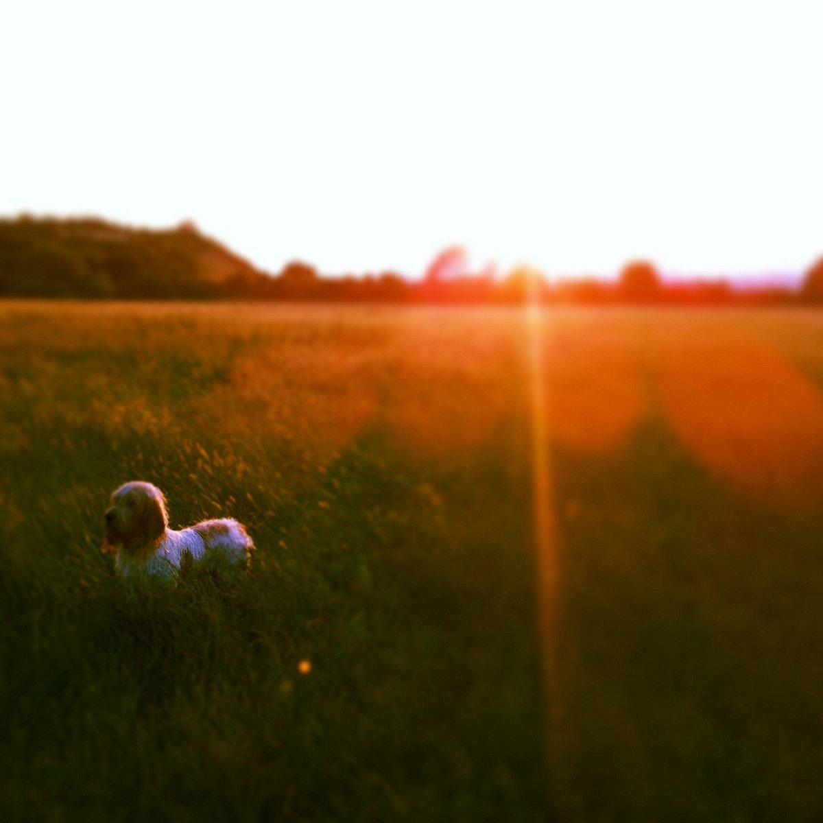 Sharon Mamwell's picture of her dog, Reudi, enjoying the summer sun in Cookham.