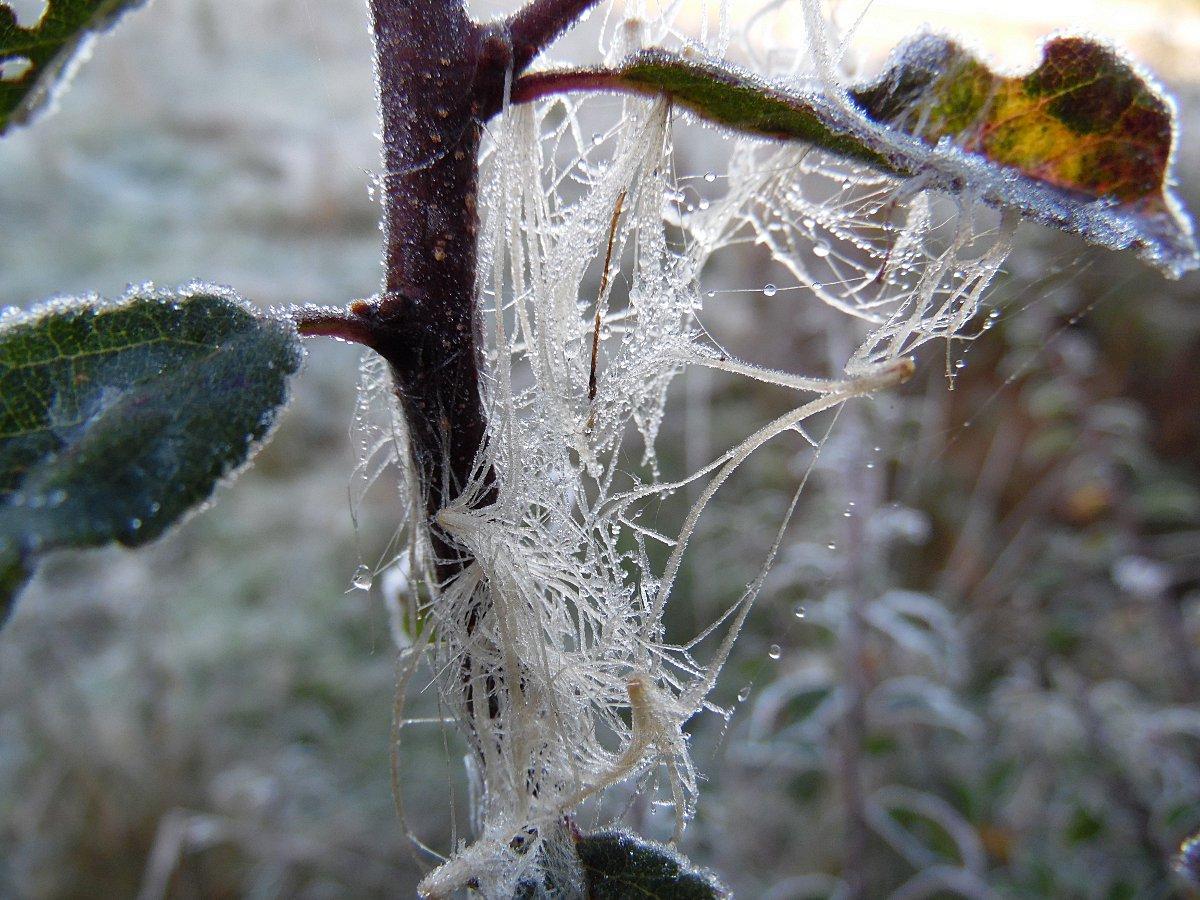 Cobwebs in a Great Missenden meadow, taken by Sandi Hance.