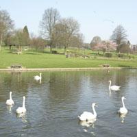 Chesham swans