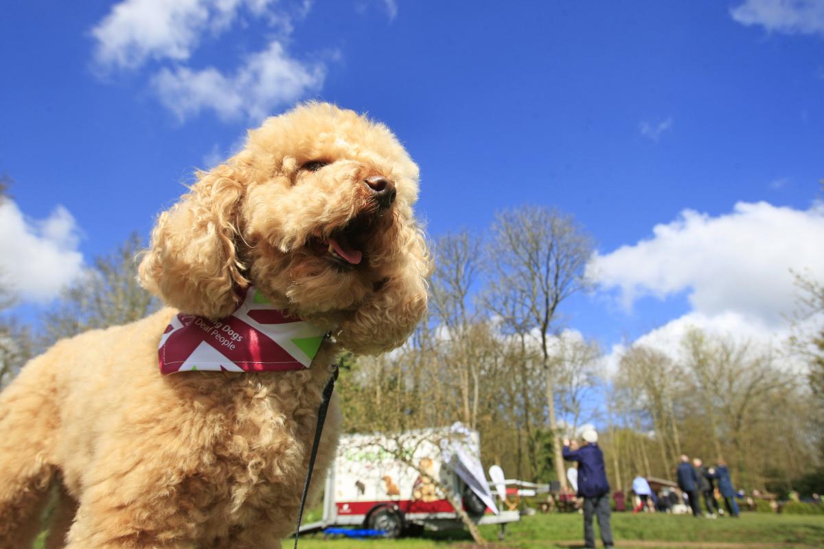 Hearing Dogs for Deaf People's Great British Dog Walk 2016 Photo ARM Images