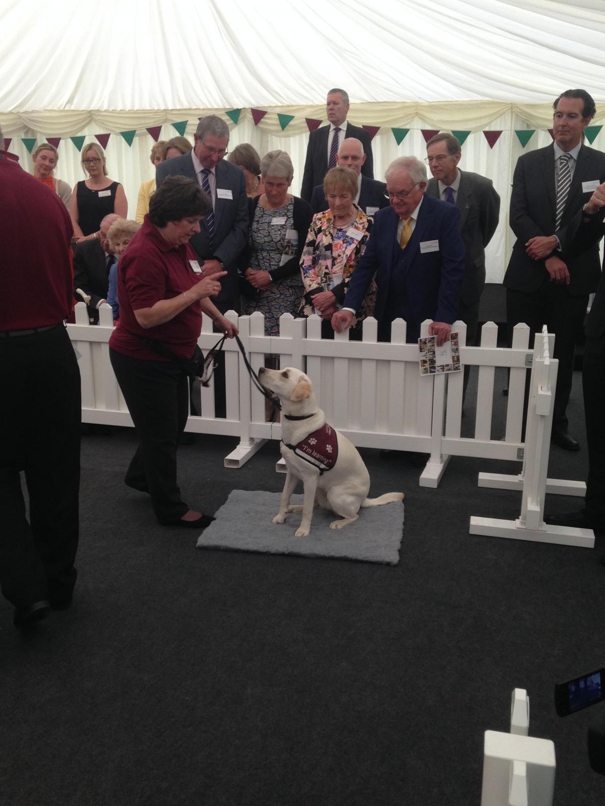 Princess Anne's visit to Hearing Dogs for Deaf People 2016 Photo Will Burton