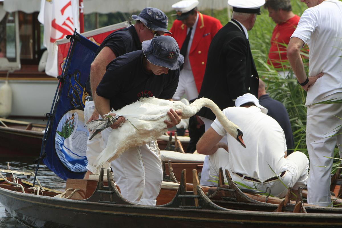 Swan Upping 2016. ARM Images