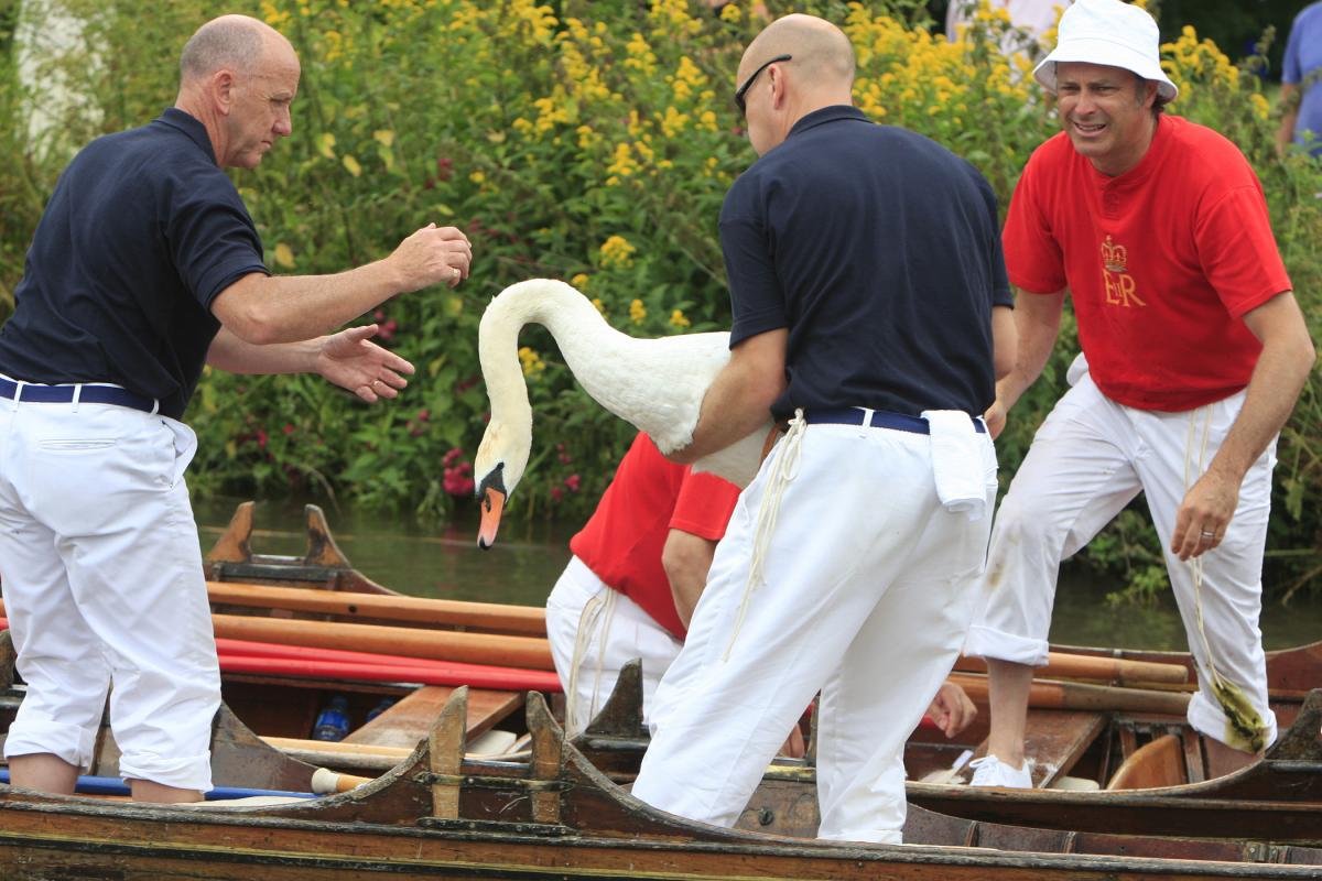Swan Upping 2016. ARM Images