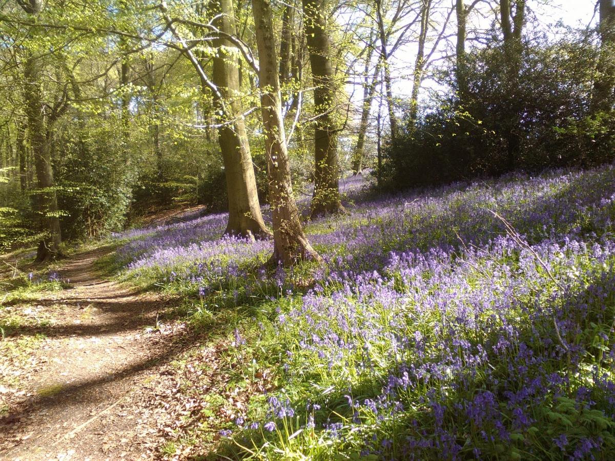 Mary Wiles - Bluebells in the woods at Prestwood, taken whilst walking with friends