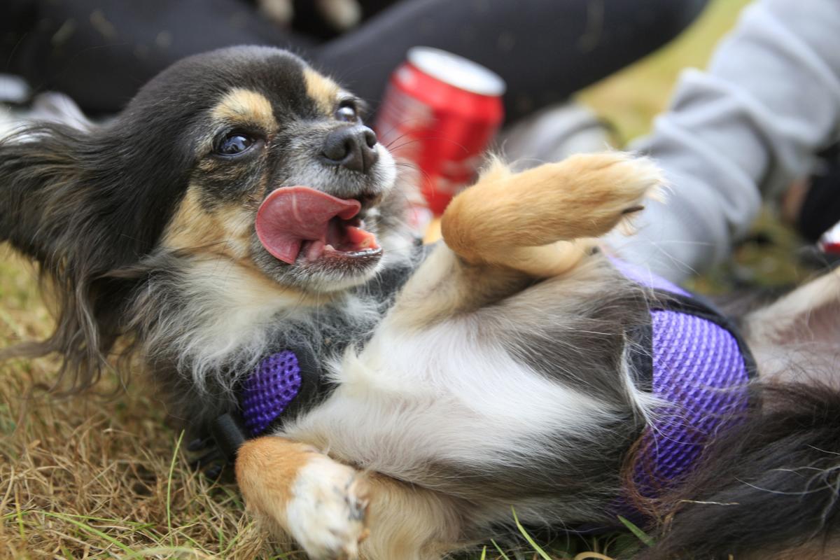 Fest of Chihuahuas 2016 - picture by ARM Images.