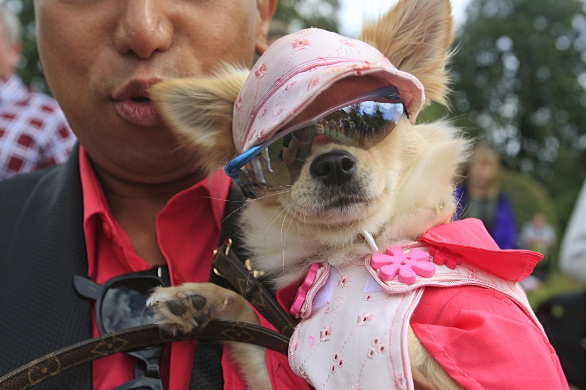 Fest of Chihuahuas 2016 - picture by ARM Images.