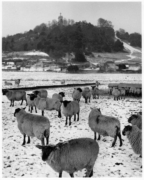 Looking north, the church tower and Golden Ball form a backdrop for a view of sheep in a field after a snowfall. Chorley Rd, West Wycombe. Jan 1966