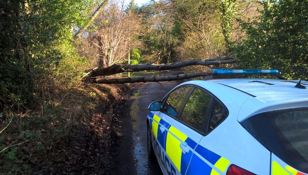 A fallen tree caused Green Lane in Burnham to be closed for several hours. Picture: @TVP_ChiltSBucks