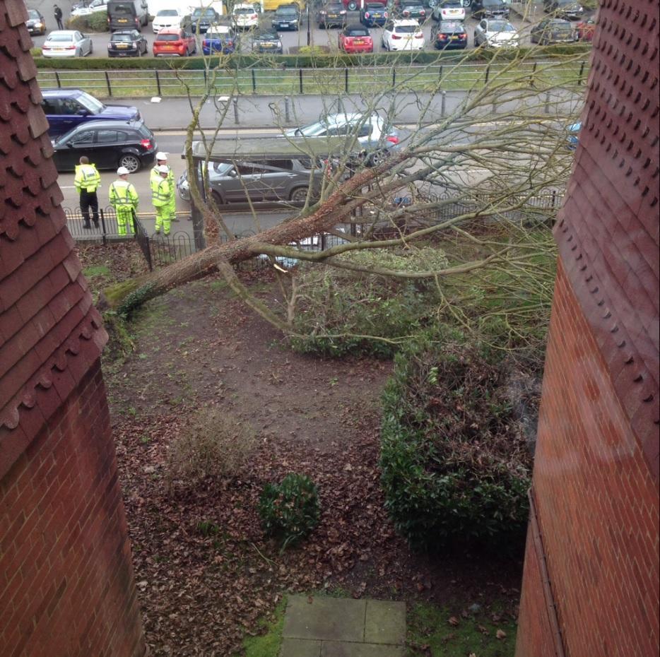 A tree smashed through a bus stop on London Road, High Wycombe. Picture: @curzo99