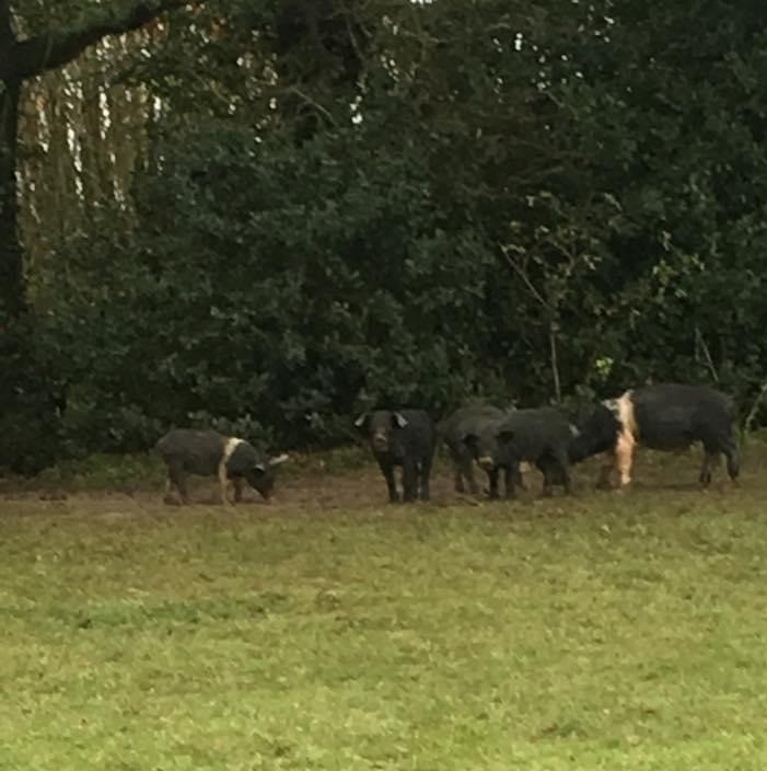 Pigs spotted at Hazlemere Rec