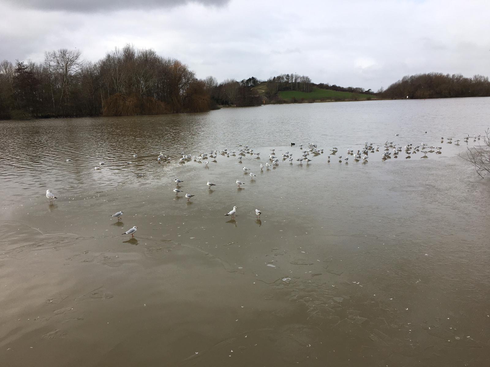 Parts of Watermead Lake has frozen over 