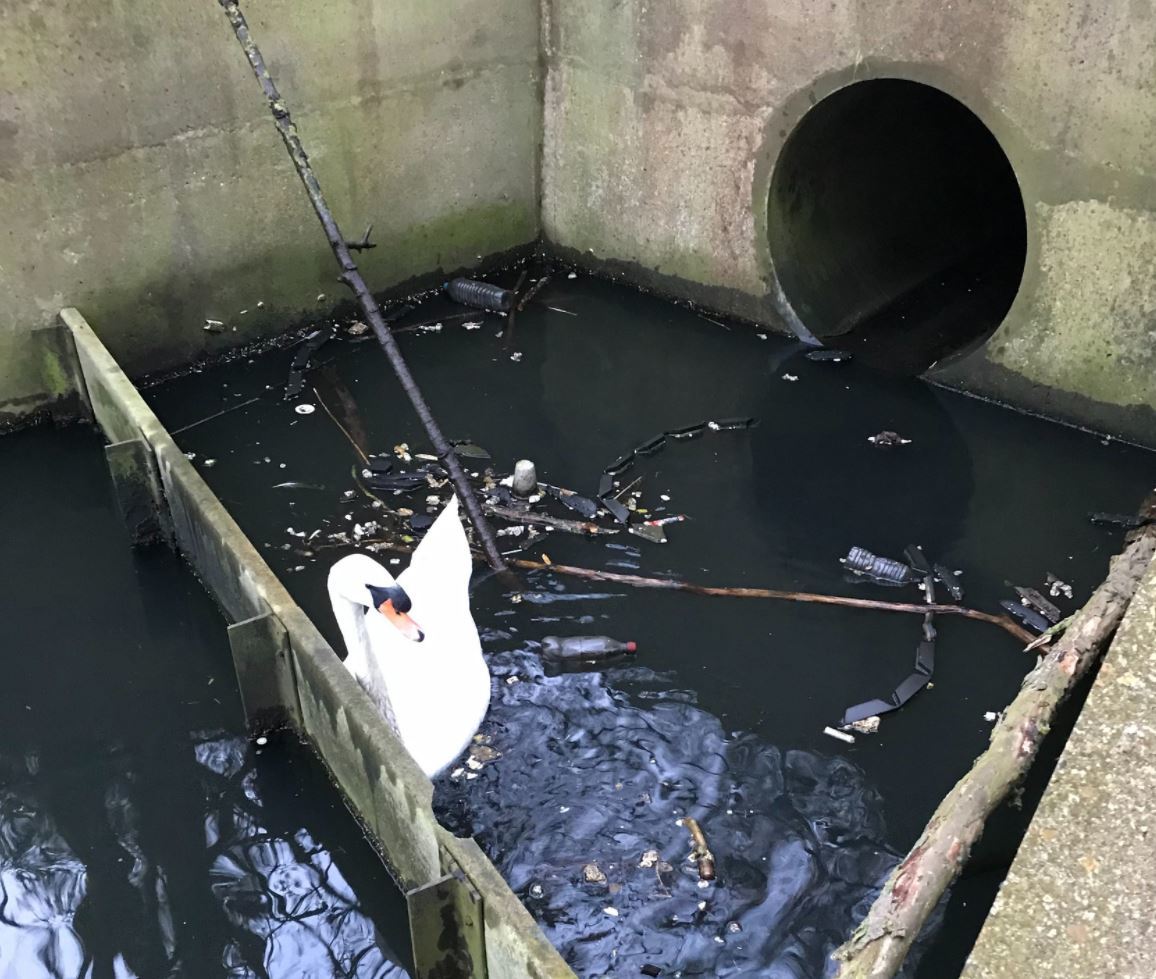 The swan was rescued on March 18 in Milton Keynes 