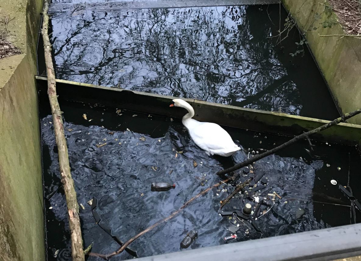 It is not known how the swan got stuck 