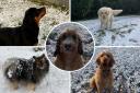Dogs in Bucks enjoy the snow this morning