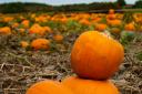 Where you can pick your own pumpkins before Halloween in Buckinghamshire