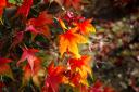 Photo of Acer 'Osakazuki'. See PA Feature GARDENING Advice Leaves. Picture credit should read: Alamy/PA. WARNING: This picture must only be used to accompany PA Feature GARDENING Advice Leaves.