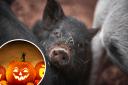 Porky fun at Kew Little Pigs half term Halloween 'spooktacular'