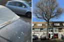 Bird faeces on car and the oak tree in front of the house.