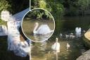 Residents concern over 'aggressive dogwalkers' putting swans at risk