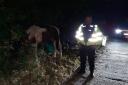 Police with the horse
