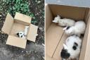 Teacher finds 'dying' kittens abandoned in a box on roadside