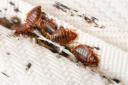Pest control expert warns of 'steady increase' in bedbugs across Bucks