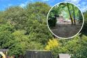 Mum's anger after 'aggressive' man destroys protected trees