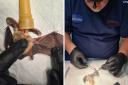 'Brilliant work': Bucks wildlife hospital praised for saving 'severely injured' bat