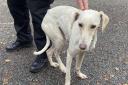 The dog was found in Beaconsfield on November 16