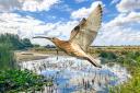 An artistic impression of a curlew in flight at Gallows Bridge Farm