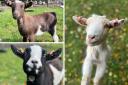 Kew Little Pigs Amersham welcomes new goats