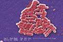 E.Coli bacteria