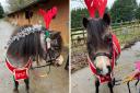 Family spread Christmas cheer with 'reindeer' door visits in Bucks village