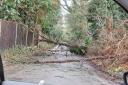 Fallen trees in Wymers Wood Road
