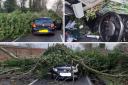 Car crushed by tree