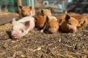 Schools told to adopt a micro pig as part of 'empathy' scheme