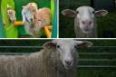 Sheep stolen in Stokenchurch