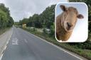 The sheep were spotted on the road in the morning of February 17