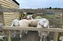 The animals were stolen from a farm in Stokenchurch