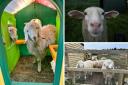 Stolen sheep and goats RETURNED to home in Buckinghamshire