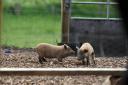 The piglets check out their new surroundings