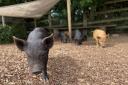 Kew Little Pigs is based in Amersham